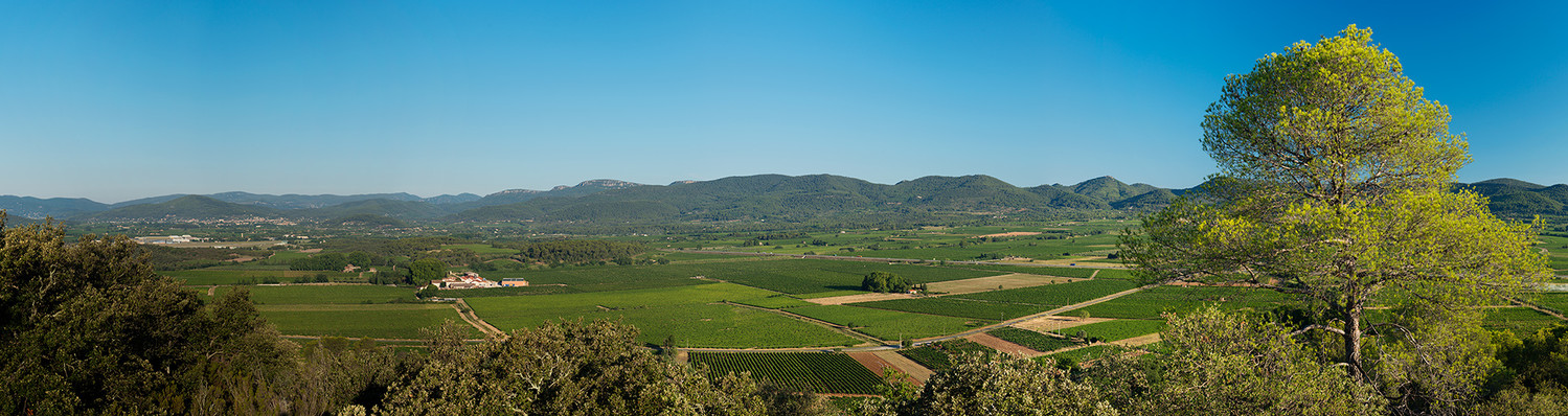 Panorama des vignes