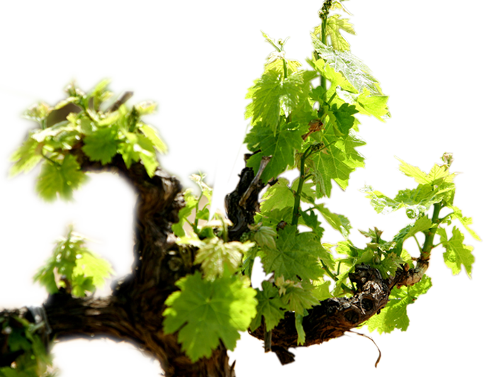 Notre Vignoble