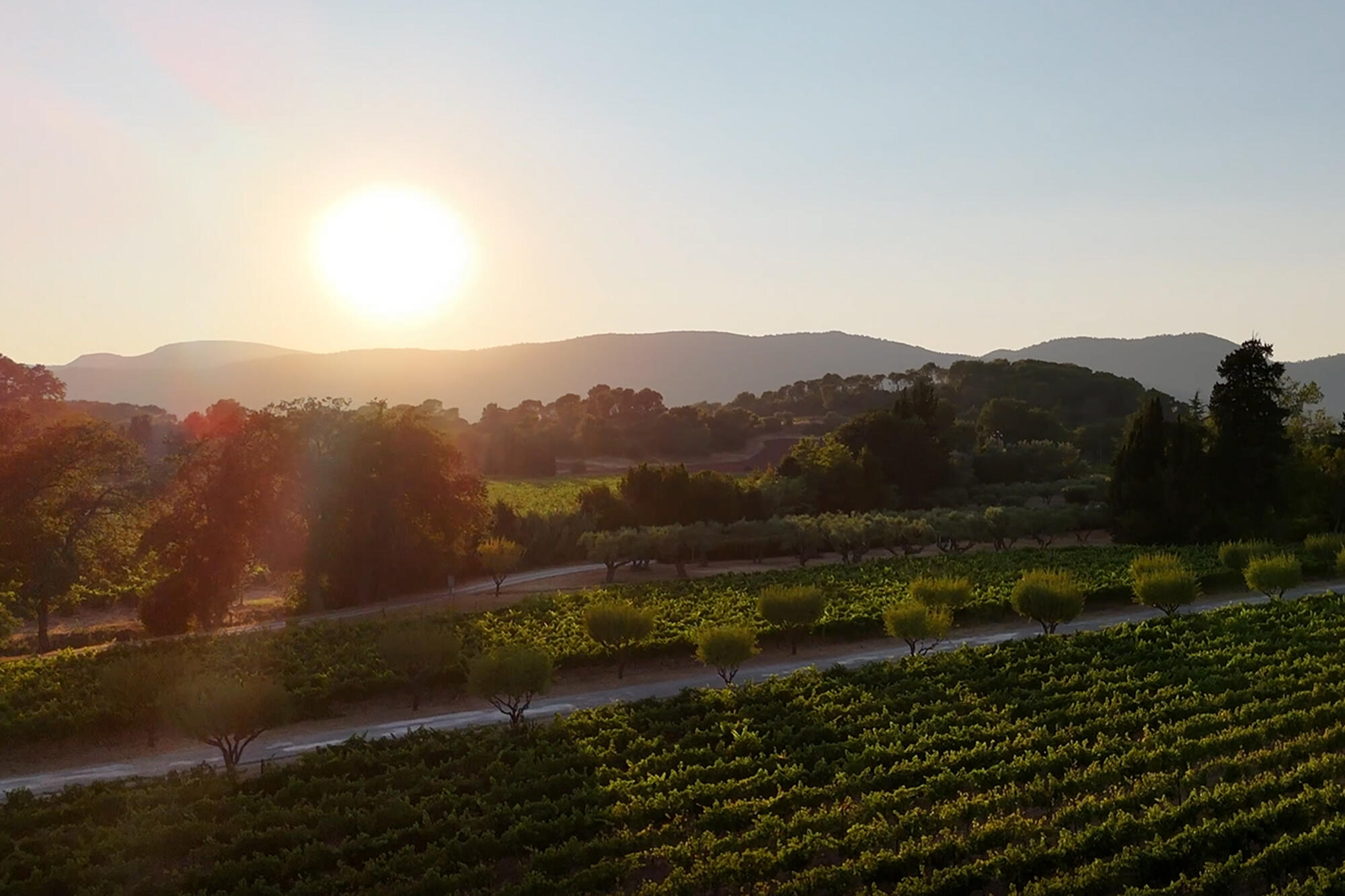Château de l'Aumérade Cru Classé